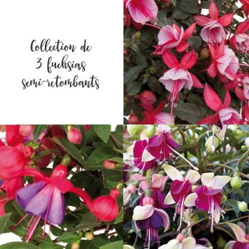 Collection 3 Fuchsias semi-retombants BELLA ®