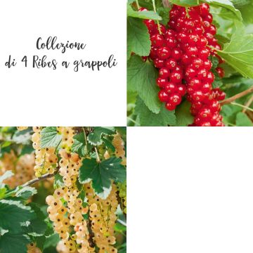 Collection de 4 groseilliers à grappes