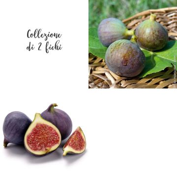 Collection de 2 figuiers