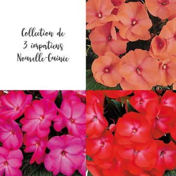 Collection 3 Impatiens de Nouvelle Guinée