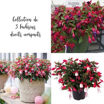 Collection 3 Fuchsias droits compacts BELLA ®