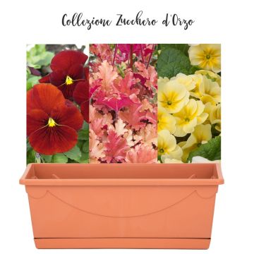 Collection Sucre d'Orge