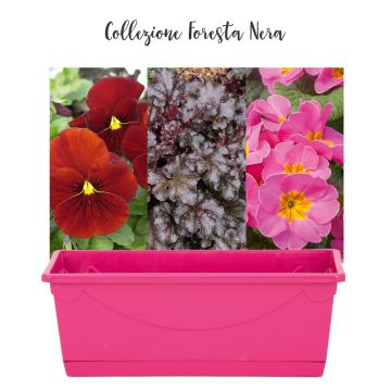 Collection Forêt-Noire