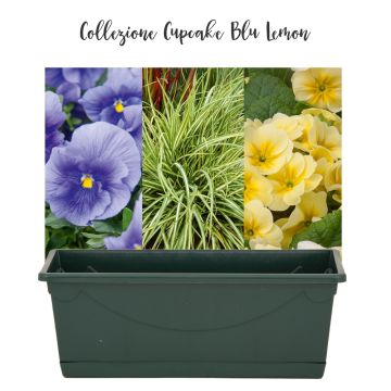 Collection Blue Lemon Cupcake