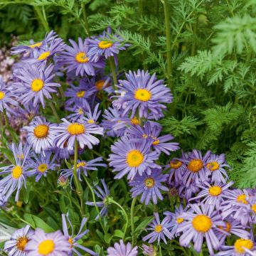 Aster nain Goliath