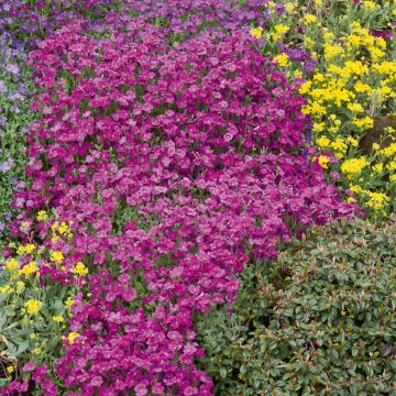 Aubri&egrave;te royal rouge