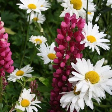 Grandes marguerites blanches simples &agrave; c&oelig;ur jaune 