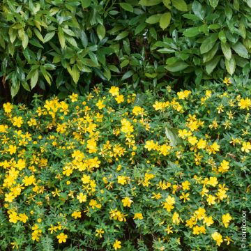Hypericum Calycinum