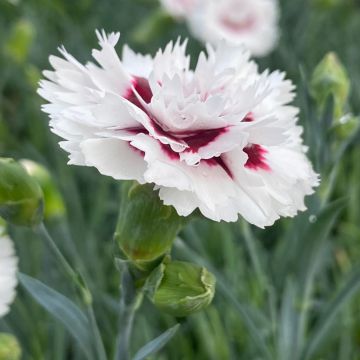 Oeillet anglais ‘Raspberry Sundae’