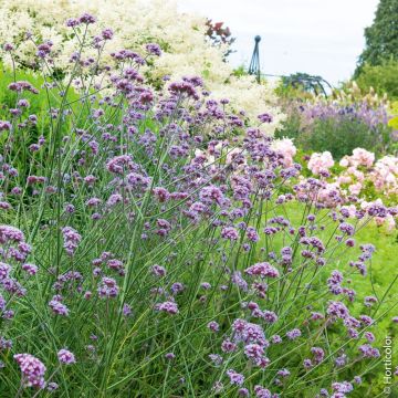 Verveine de Buenos Aires