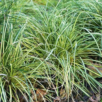 Graminée Carex Evergold