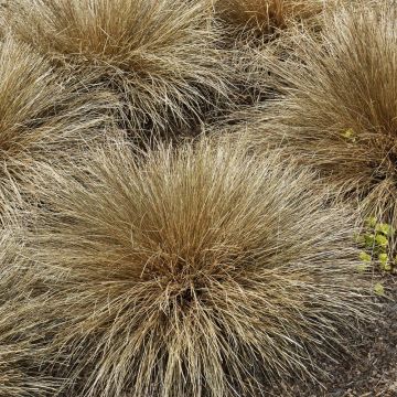 Gramin&eacute;e Carex Buchananii