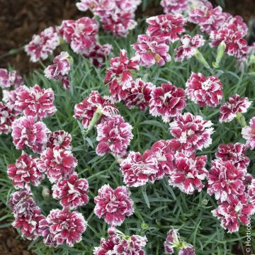 Oeillet nain ‘Whatfield Gem’ ou Dianthus gratianopolitanus