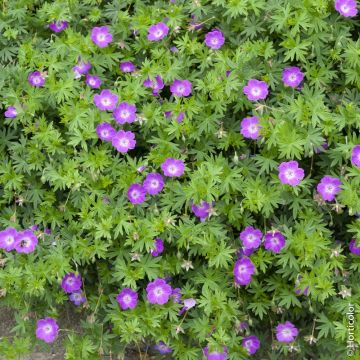 Géranium vivace sanguin