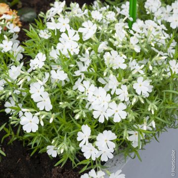 Phlox nain ‘White Delight’