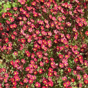Saxifrages arendsii rouge