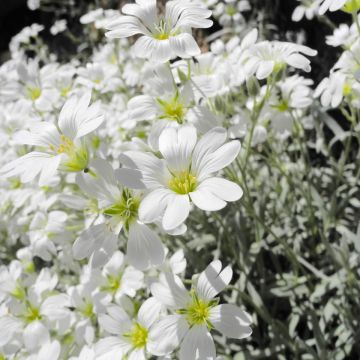 Cerastium tomentosum ou corbeille d'argent ou Oreille de souris
