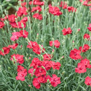 Oeillet nain FUSILIER