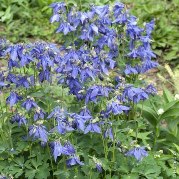 Ancolie des Alpes bleue