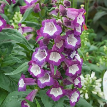 Penstemon Sour Grapes
