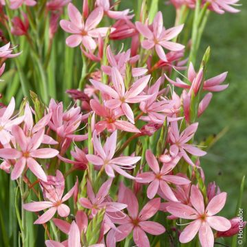 Schizostylis coccinea ‘Rubra’