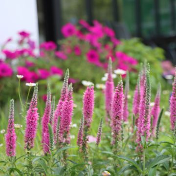 V&eacute;ronique en &eacute;pis rose