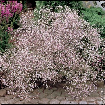 Gypsophila paniculata ‘Flamingo’ ou gypsophile double rose