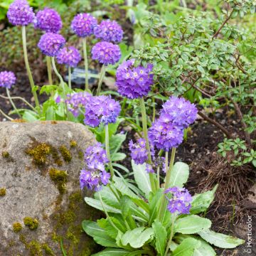 Primula denticulata ou primev&egrave;re denticul&eacute;e bleue
