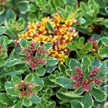 Sedum Kamtschatka panaché