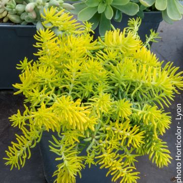 Sedum Rupestre Aureum