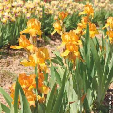 Iris à grandes fleurs Harmonie