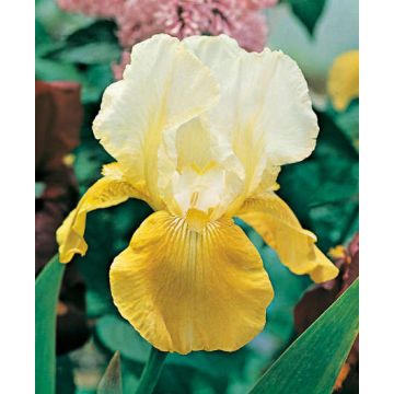 Iris germanica Pinnacle - Iris des Jardins