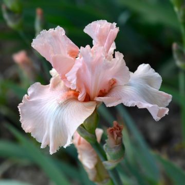 Iris à grandes fleurs ‘Beverly Sills’
