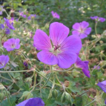 G&eacute;ranium vivace ROZANNE &reg;