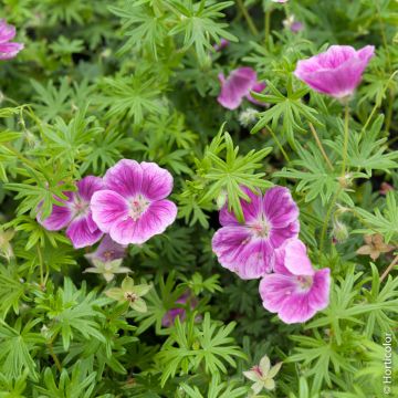 G&eacute;ranium vivace Sanguineum Elke 