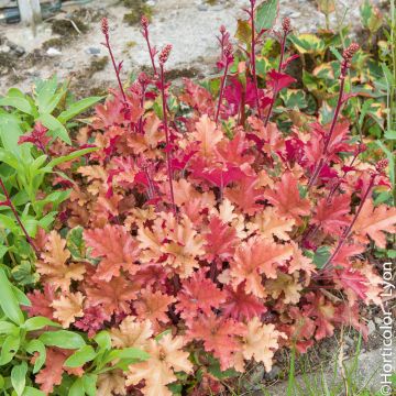 Heuch&egrave;re MARMALADE &reg;