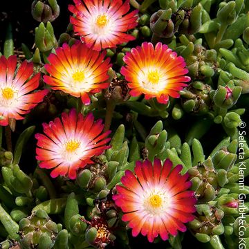 Pourpier vivace ou Delosperma LIDO &reg; Magenta Orange White