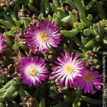 Pourpier vivace ou Delosperma LIDO &reg; Magenta White Eye