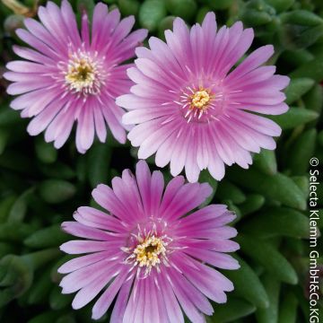 Pourpier vivace ou Delosperma LIDO &reg; Pink