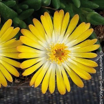 Pourpier vivace ou Delosperma LIDO &reg; Yellow With Eye