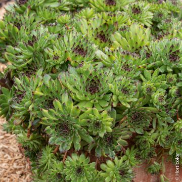 Joubarbe ou Sempervivum CHICK CHARMS &reg; Appletini