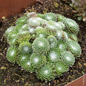 Joubarbe ou Sempervivum CHICK CHARMS &reg; Cotton Candy