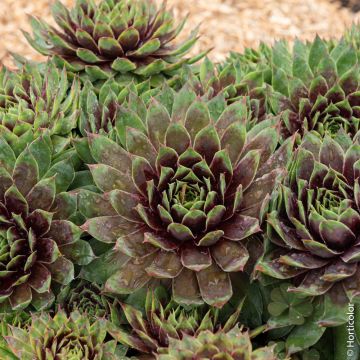Joubarbe ou Sempervivum CHICK CHARMS &reg; Cranberry Cocktail