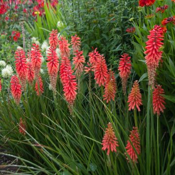Kniphofia Flamenco