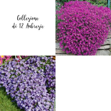 Collection de 12 aubriètes