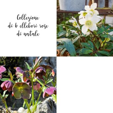 Collection de 6 roses de Noël