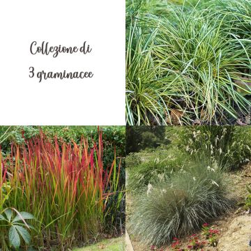 Collection de 3 graminées