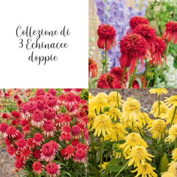 Collection de 3 Echinaceas doubles