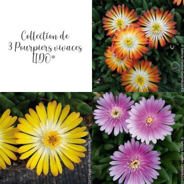 Collection de 3 Pourpiers vivaces Delosperma LIDO &reg;