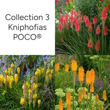 Collection 3 Tisons de Satan, kniphofias POCO &reg;